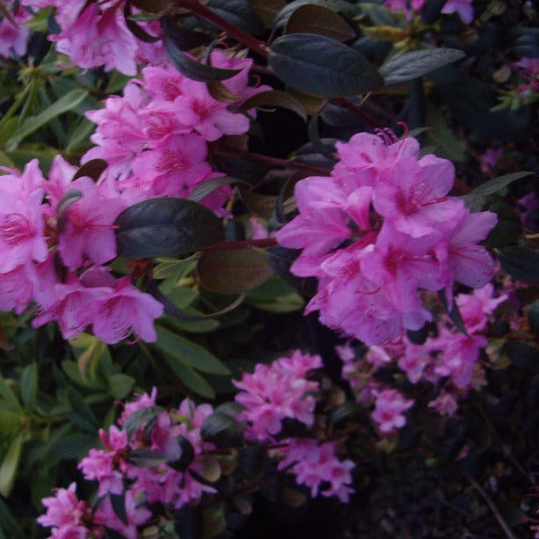 Rhododendron | Aglo