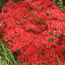 Load image into Gallery viewer, Azalea 'Red Robin', evergreen shrub with bright red flowers.