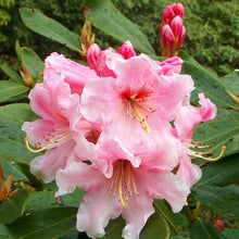Load image into Gallery viewer, Rhododendron 'Buchanan Simpson', evergreen shrub with glossy dark-green foliage and funnel-shaped bright pink flowers with wavy lobes and reddish-orange speckles.