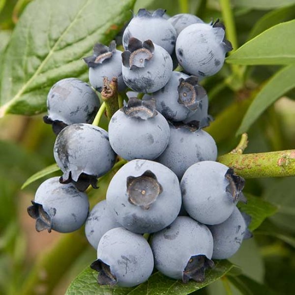 Blueberry 'Brigitta', northern highbush.