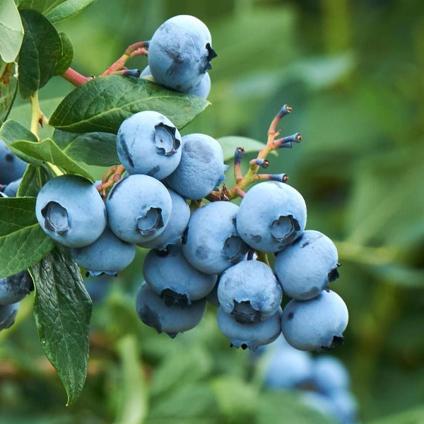 Blueberry 'Tifblue' Rabbiteye. 