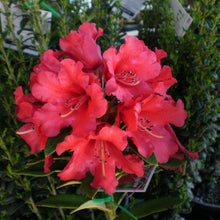 Load image into Gallery viewer, Rhododendron 'Fireman Jeff' red flowers against green foliage