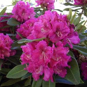 Rhododendron 'Elegans', evergreen shrub with trusses of bell-shaped flowers in bright cerise-pink with wavy edges. 