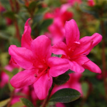 Load image into Gallery viewer, Azalea ' Princess Maude", evergreen shrub with deep pink flowers.