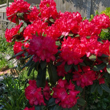 Load image into Gallery viewer, Rhododendron 'Halfdan Lem', evergreen shrub with glossy, green foliage and clusters of bright-red, wavy-edged flowers.