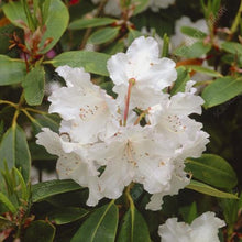 Load image into Gallery viewer, Rhododendron 'Loder's White', evergreen shrub with medium-green foliage and conical trusses of white, slightly frilly blooms.