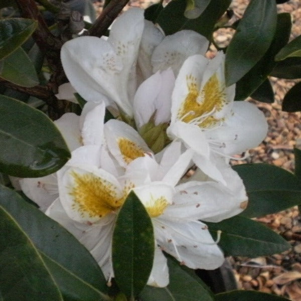 Rhododendron | Belle Heller
