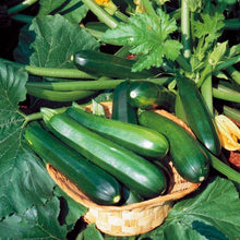 Load image into Gallery viewer, Zucchini 'Black Beauty' | Vintage Heirloom Seeds