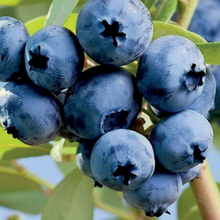 Load image into Gallery viewer, Blueberry | Denise Blue