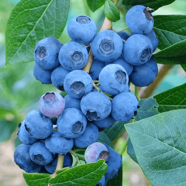 Blueberry 'Denise Blue' Northern Highbush 