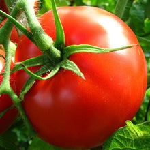 Load image into Gallery viewer, Heirloom Seed Pack | Salad
