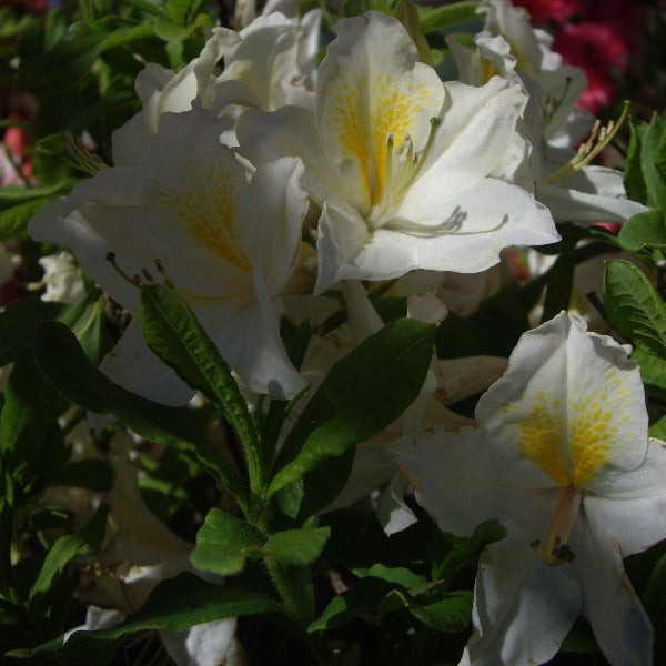 Mollis Azalea 'Exbury White', deciduous shrub featuring bright green foliage and pure-white, funnel-shaped blooms with an orange flare.