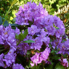 Load image into Gallery viewer, Rhododendron 'Fastuosum Flore Pleno', evergreen shrub with mid-green foliage and clusters of mauve-blue, frilly edges flowers.