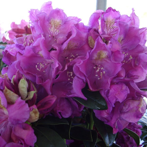 Rhododendron 'Aunt Martha', evergreen shrub with deep-green foliage and clusters of lavender-pink blooms with a golden speckle.