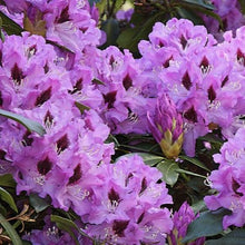 Load image into Gallery viewer, Rhododendron | Blue Rhapsody