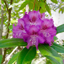 Load image into Gallery viewer, Rhododendron 'Lucidum', evergreen shrub with dark-green foliage and trusses of funnel-shaped, deep mauve flowers with darker central blotch.