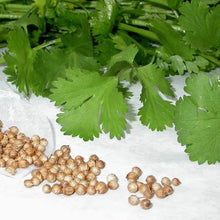 Load image into Gallery viewer, Heirloom Seed Pack | Herbs