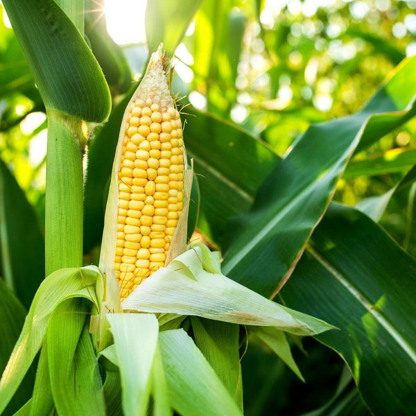 Corn 'Sweet' | Vintage Heirloom Seeds