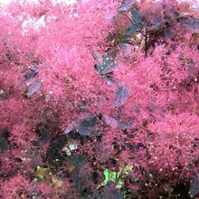 Load image into Gallery viewer, Coninus Grace, deciduous shrub also known as Smokebush.