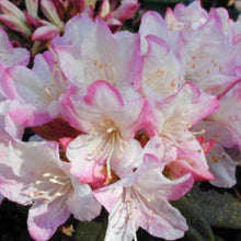 Load image into Gallery viewer, Rhododendron 'Ginny Gee', evergreen shrub with matte-green foliage and clusters of bell-shaped blooms in pale-pink, fading to white.