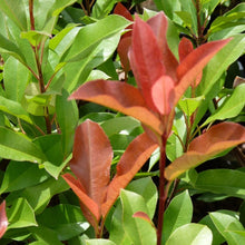 Load image into Gallery viewer, Photinia | Red Robin