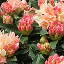 Load image into Gallery viewer, Rhododendron | Golden Torch