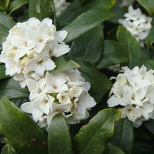 Load image into Gallery viewer, White flowering Daphne bush odora alba.