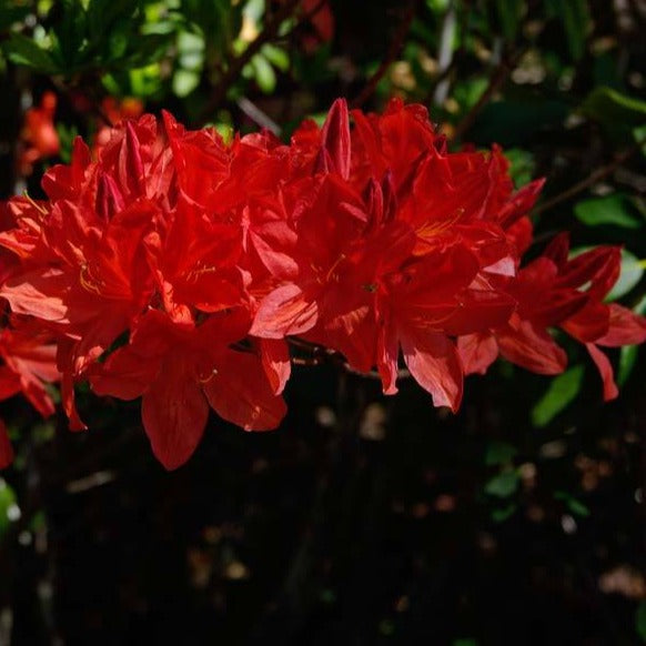 Mollis Azalea 'Dark Red Ilam', deciduous shrub with bright green foliage and funnel-shaped, wavy-edged dark red blooms .