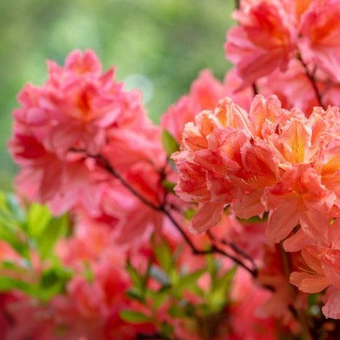 Mollis Azalea | Berryrose