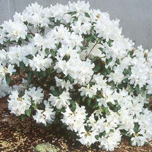Load image into Gallery viewer, Rhododendron DOra Amateis shrub covered in white flowers