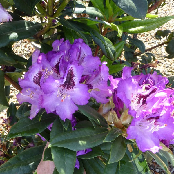 Rhododendron 'Blue Crown', evergreen shrub with dark-green foliage and trusses of violet-blue flowers with a dark flare.