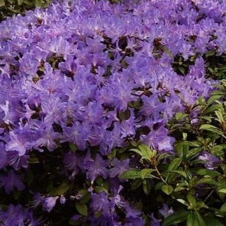 Rhododendron 'Blue Admiral', dwarf evergreen shrub with dark-green foliage and trusses of violet-blue flowers.