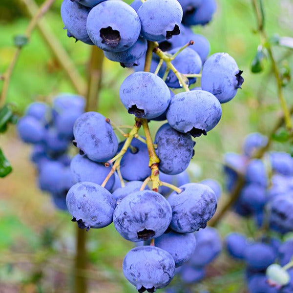 Blueberry 'Elliott' Northern Highbush 