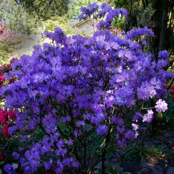 augustinii rhododendron Rhododendron