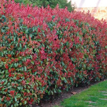 Load image into Gallery viewer, Photinia | Red Robin