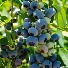Load image into Gallery viewer, Blueberry | Early Blue