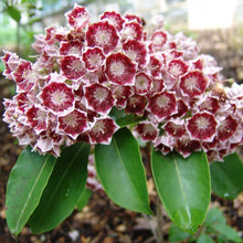 Load image into Gallery viewer, Kalmia latifolia 'Bulls Eye', evergreen shrub.  bright-green foliage and distinctive deep red flowers with white edging