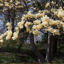 Load image into Gallery viewer, Magnolia | Elizabeth