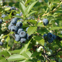 Load image into Gallery viewer, Blueberry | Tifblue