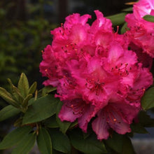 Load image into Gallery viewer, Rhododendron 'Dr Arnold W Endtz', evergreen shrub with bright-green foliage and clusters of hot-pink, frilly-edged blooms with red spotting.