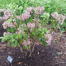 Load image into Gallery viewer, Kalmia latifolia | Bulls Eye