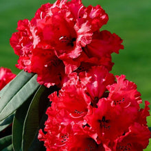 Load image into Gallery viewer, Rhododendron 'Taurus', evergreen shrub with forest-green foliage and ball-shaped trusses of ruffled, bright-red flowers.