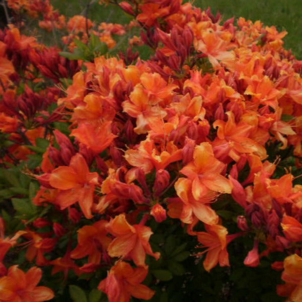 Mollis Azalea 'Golden Eagle', deciduous shrub featuring mid-green foliage and brilliant-orange blooms with a red streak.