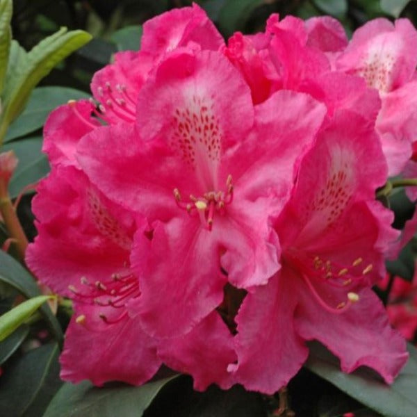 Rhododendron 'Antoon Van Welie', evergreen shrub with jade-green foliage and funnel-shaped deep rose-pink blooms.