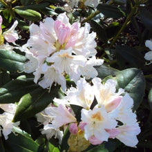 Load image into Gallery viewer, Rhododendron Cunningham's White, evergreen shrub with lax trusses of white flowers.
