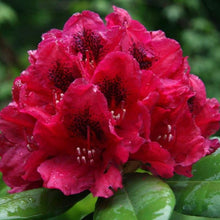Load image into Gallery viewer, Rhododendron 'Lord Roberts', evergreen shrub with glossy-green foliage and tight trusses of dark-crimson blooms with a central black blotch.