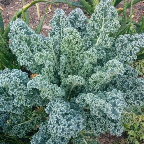 Kale 'Dwarf Blue' | Vintage Heirloom Seeds