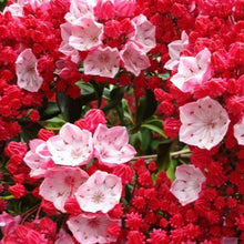 Load image into Gallery viewer, Kalmia latifolia | Ostbo Red