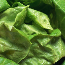Load image into Gallery viewer, Lettuce 'Boston' | Vintage Heirloom Seeds
