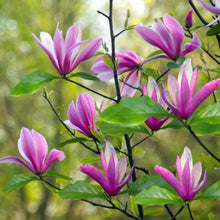 Load image into Gallery viewer, Magnolia | Susan